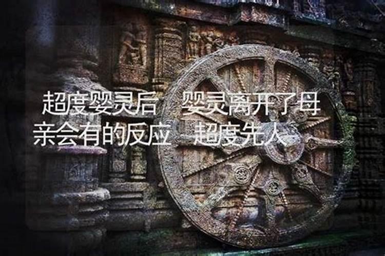 生肖猪今年有喜事