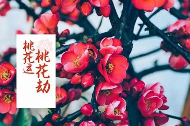 属蛇女和属狗男配吗