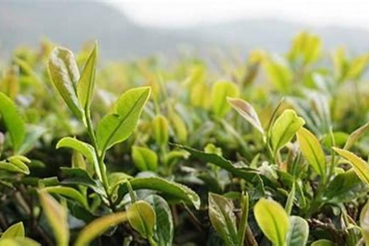 76年生肖龙每月的运气如何？