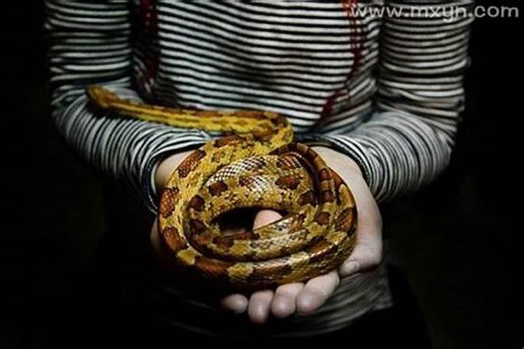 做梦梦到儿子被蛇咬是什么征兆？