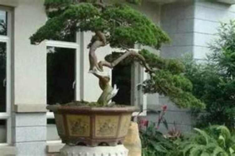 仙人球摆放风水讲究