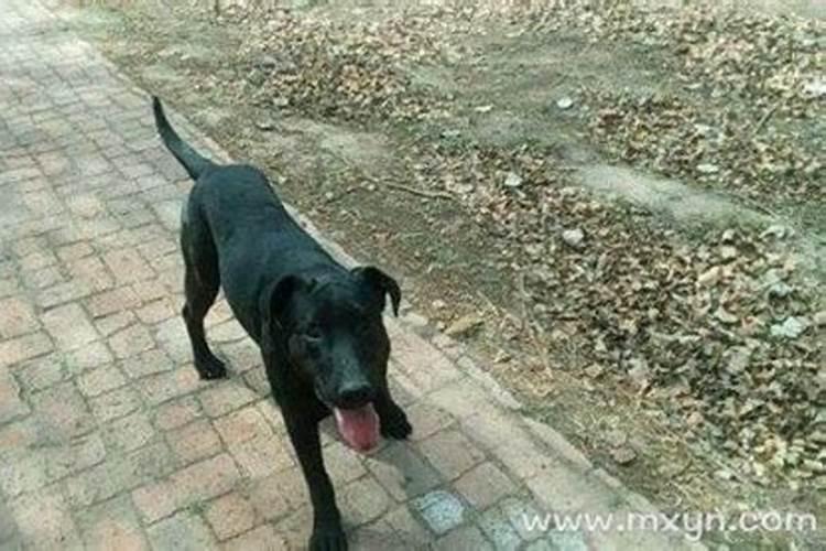 梦见狗咬别人是好事还是坏事