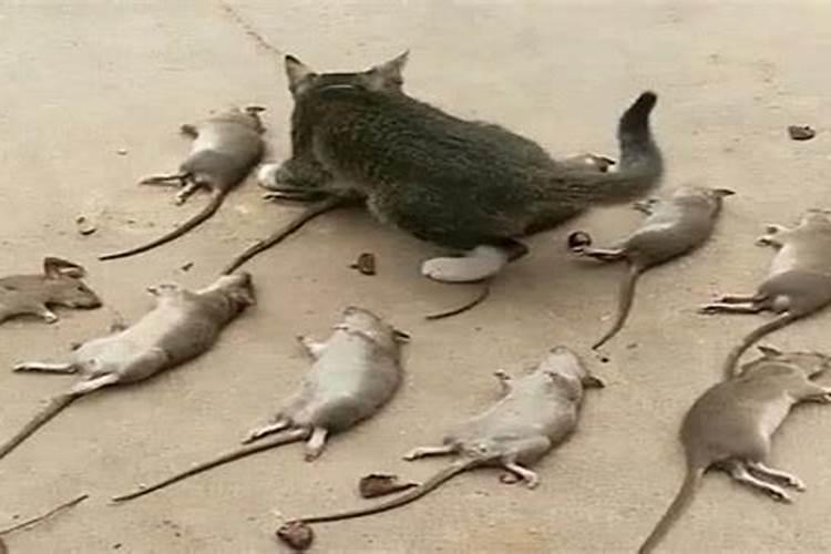 童子命是多少岁到多少岁死的