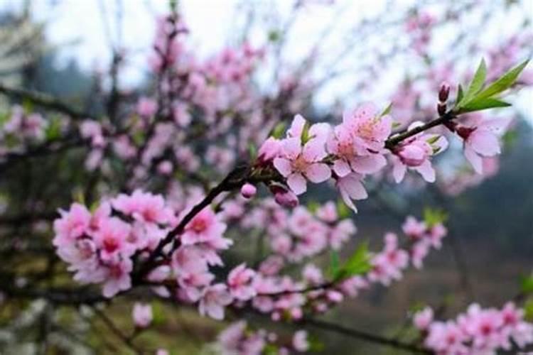 太岁牌一年后怎么处理