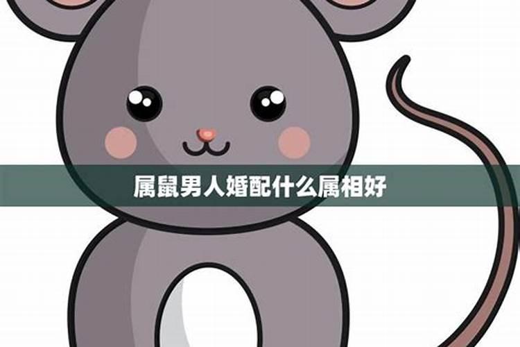 男属鼠上等婚配什么属相男性的婚配属相