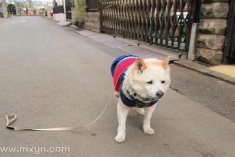 梦到狗丢了又找回来了是什么意思？