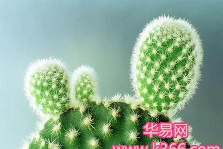 女人梦见仙人掌有什么预兆