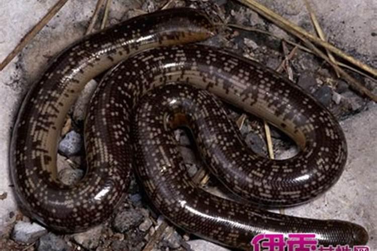 过年摆贡什么时候撤下来 到底过年摆贡什么时候撤下来