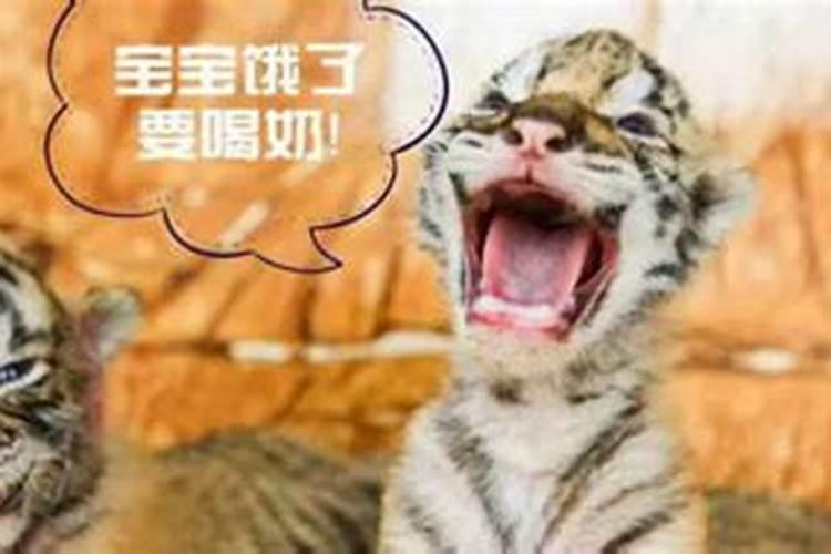 八字算命究竟算的是什么？