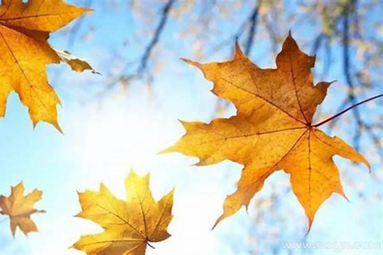农历11月出生属龙人命好吗