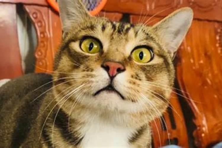 猫摔死了代表什么预兆
