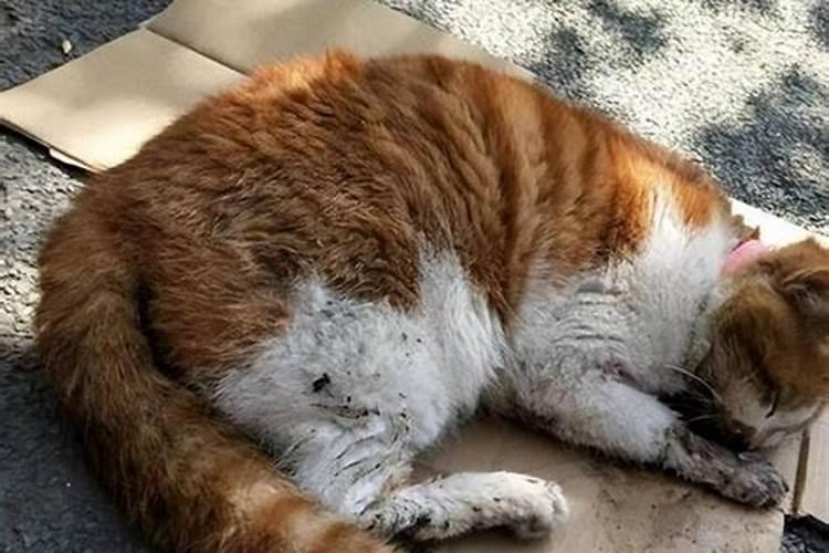 有一只猫摔死在我家院子,这是何预兆？