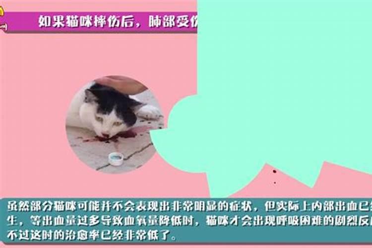 猫摔死了代表什么预兆
