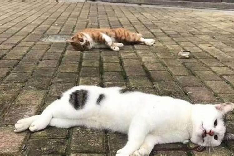 家里猫跳楼摔死会影响运气吗