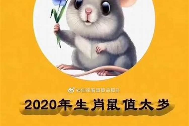 属鼠未来哪年行大运