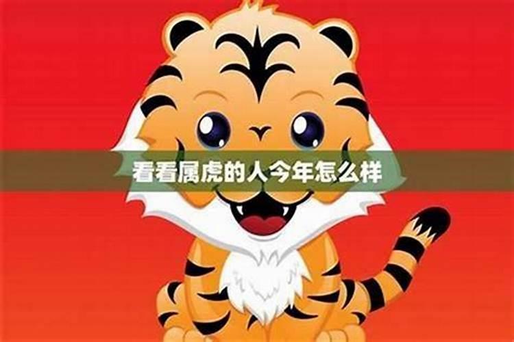 2023年属虎人的全年每月运势 癸卯兔年属虎人的运势如何分析百度...