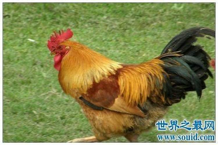 周公解梦梦见自己哭
