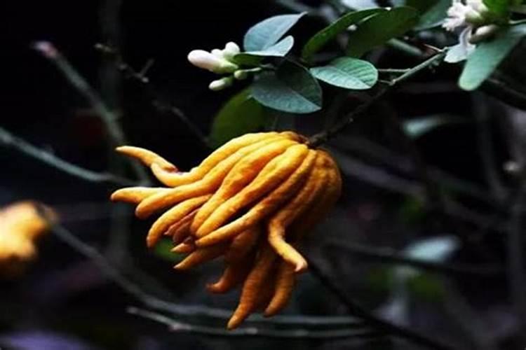 什么植物最旺官运