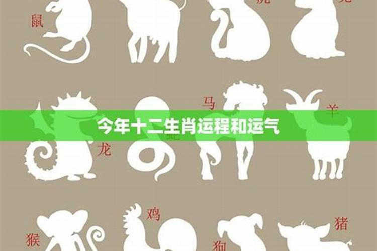 2025年5月17号十二生肖运势