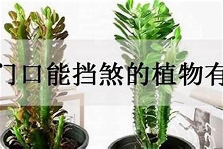 2025年属鸡犯太岁吗