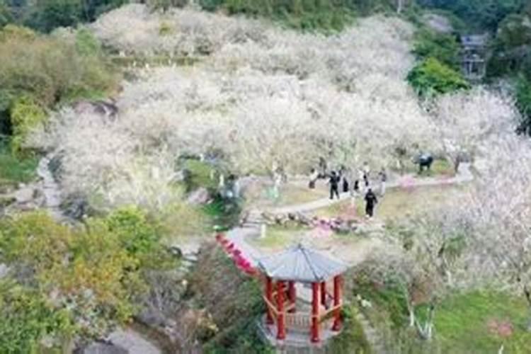 邵伟华四柱预测算命