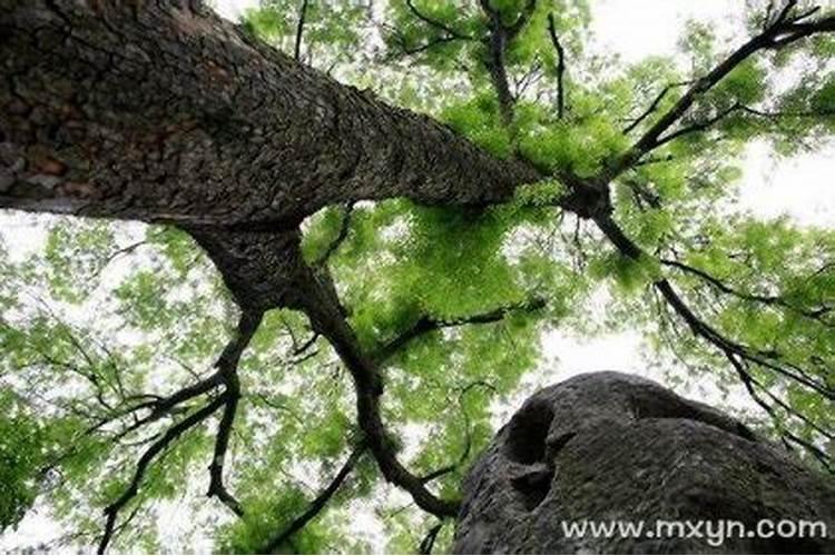 本命年怎么化解不利本命年怎么避免倒霉事