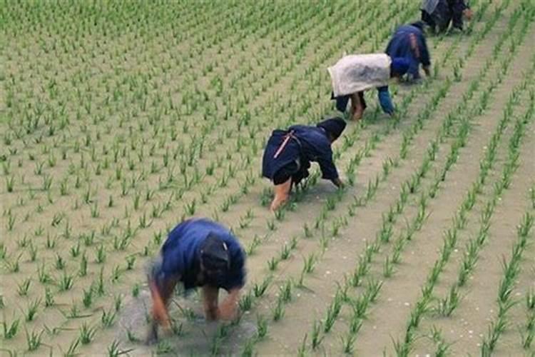 生肖兔1987年2025年运势如何 生肖兔1987年2025年全年运势
