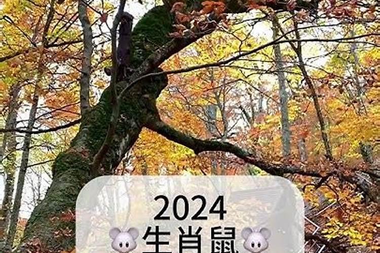 属鼠8月运势2023年 属鼠8月运程怎么样