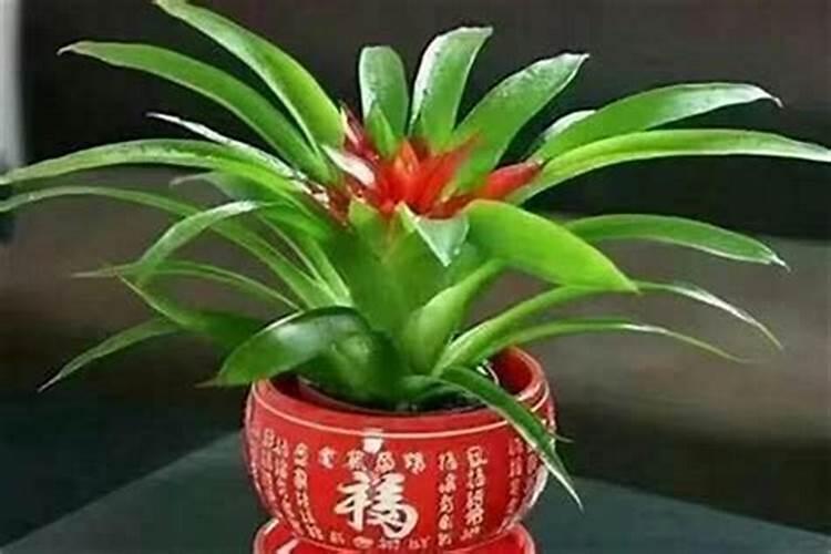 饭店放什么植物招财
