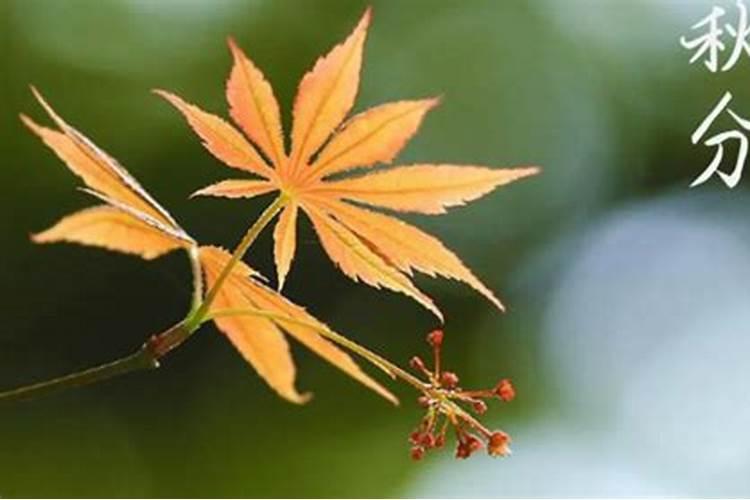 2024年寒衣节哪天烧纸 寒衣节烧寒衣最好的时间