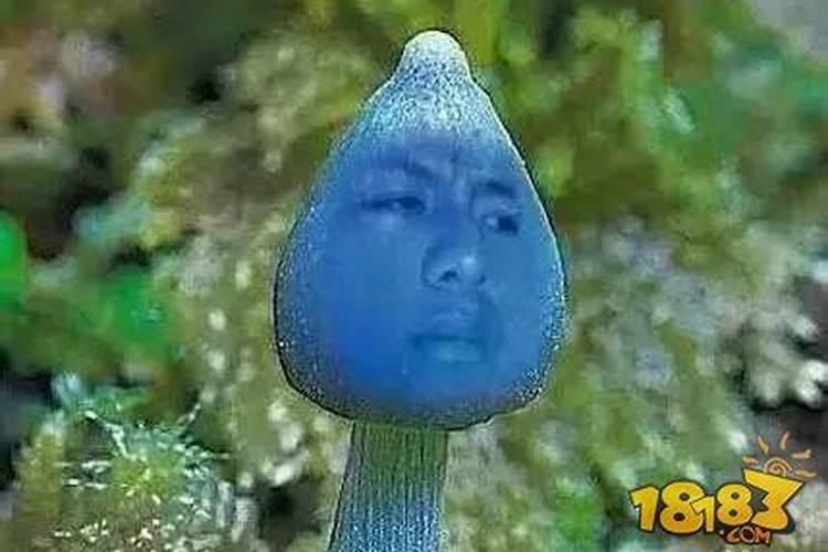 梦见好多香菇的预兆