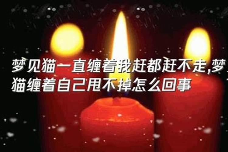 梦见一只猫缠着自己,赶不走