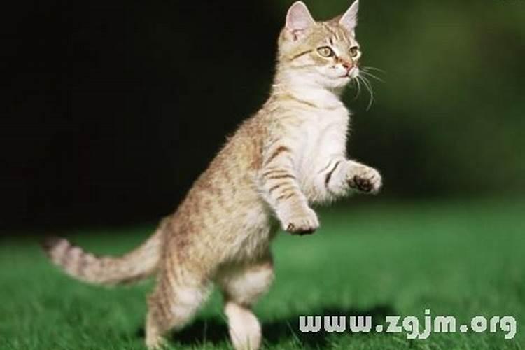 做梦梦见猫缠着我不放 赶不走 最后还咬了我一口