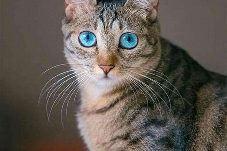 梦到猫缠着本人赶不走