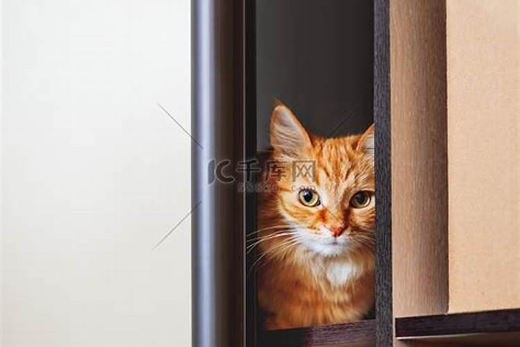 梦见黑猫睡在衣柜的预兆