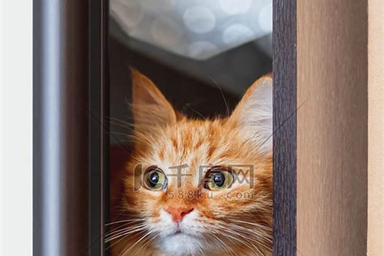 梦见一只猫在衣柜上我刚想赶走它就醒来了