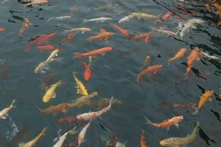 梦见水里看到鱼是什么意思