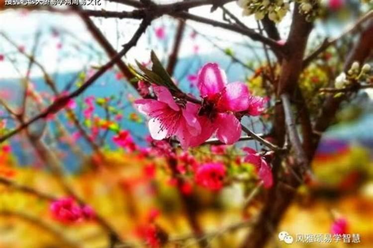 桃花红艳煞怎么化解？