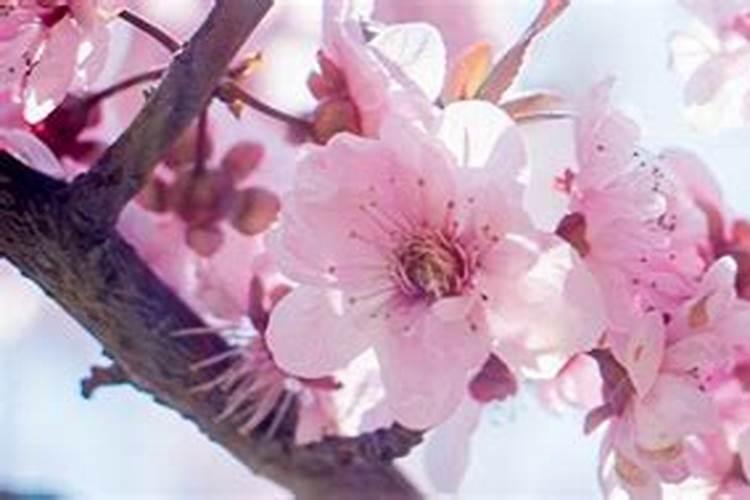 桃花红艳煞怎么化解