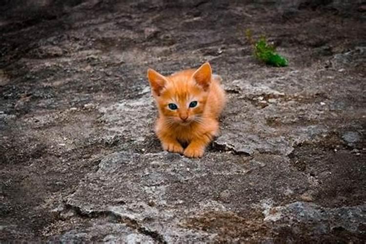 梦见猫很喜欢我的预兆