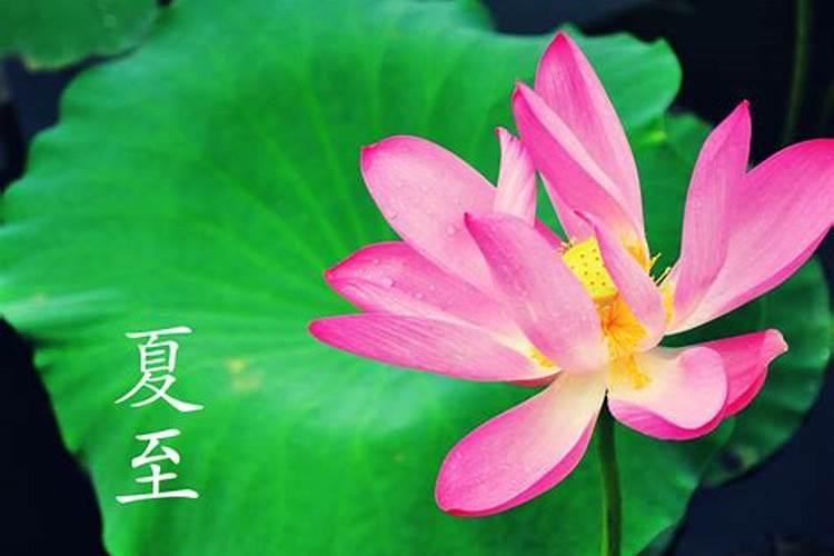 夏至后面的节气是什么