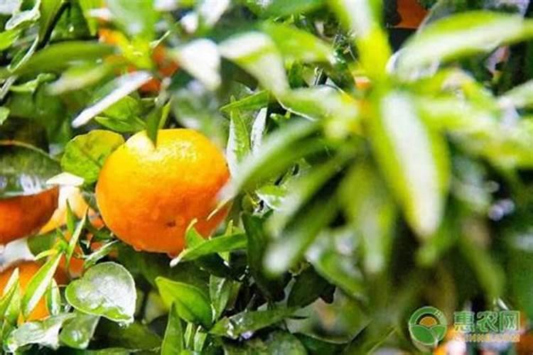 我腊月移栽柑橘大树涂了生石灰不知道会不烧死,刚涂的？