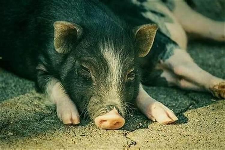 梦到好多🐷？