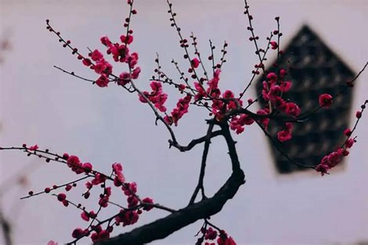 冬至代表性植物是什么