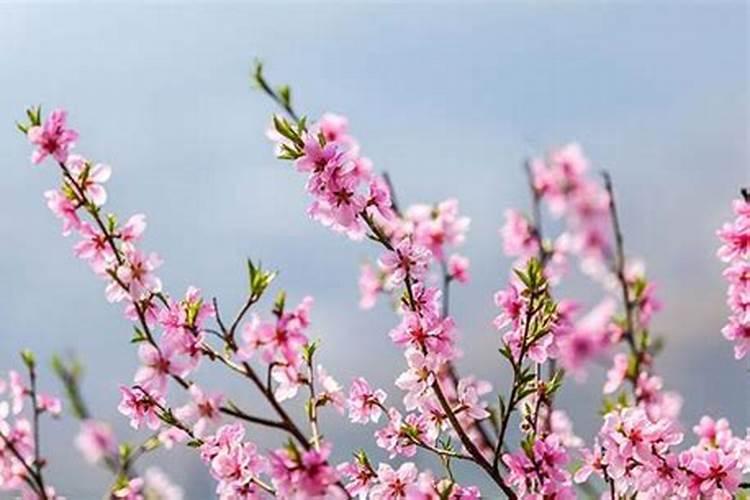 桃花劫每个人的结局是怎样的