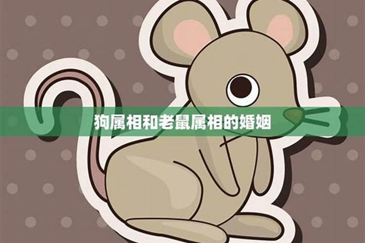 男狗和女鼠相冲吗 生肖相配中等婚姻互补