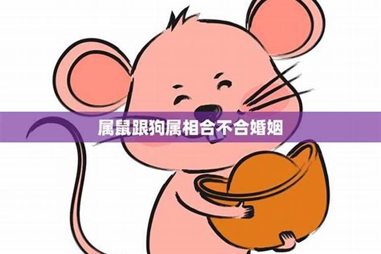 夫妻缘分:属鼠男和属狗女能在一起吗 婚姻好吗