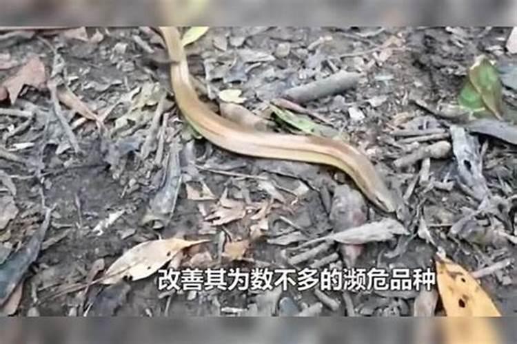 八字合婚女土龙男土蛇