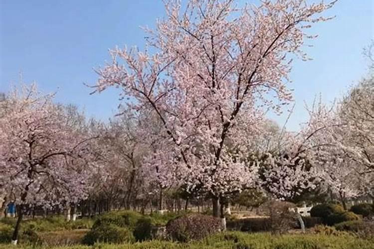 元宵节都有什么样的花灯