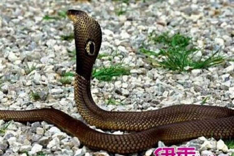 为什么总是梦见蛇 梦见蛇代表什么